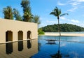 Palm tree at the beach and swimming pool Royalty Free Stock Photo