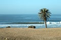 Palm tree on the beach in Tamri