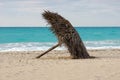 Palm tree beach umbrella