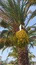 Palm tree in a beautiful park