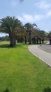 Palm tree in a beautiful park