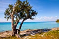 Palm tree on the beautiful Playa Giron, Cuba Royalty Free Stock Photo