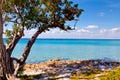 Palm tree on the beautiful Playa Giron, Cuba Royalty Free Stock Photo