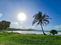 palm tree on a beautifull tropical beach