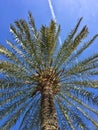 Palm tree