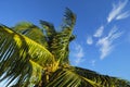 Palm tree beneath wispy clouds in a blue sky Royalty Free Stock Photo