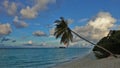 A palm tree bent over the aquamarine ocean. Royalty Free Stock Photo