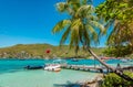 Palm tree on Bequia Island. Royalty Free Stock Photo