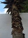 Palm tree