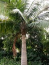 Palm tree Royalty Free Stock Photo