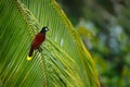 Palm tree with bird. Montezuma Oropendola, Psarocolius montezuma, portrait of exotic bird from Costa Rica, brown with black head a