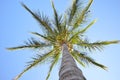 Palm tree with birds nests