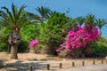 Palm tree and blooming bougainvillea in Ashkelon National Park, Israel