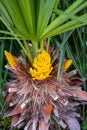 Palm tree blossom close up Royalty Free Stock Photo