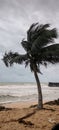 Palm tree blowing in the wind on an overcast beach Royalty Free Stock Photo