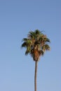 Palm tree on blue background Royalty Free Stock Photo