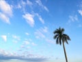 Palm tree with blue and cloudy sky background Royalty Free Stock Photo