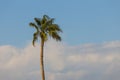 Palm tree on a blue cloudy sky background Royalty Free Stock Photo