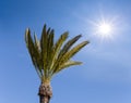Palm tree on a blue cloudy sky background with sparkle sun Royalty Free Stock Photo