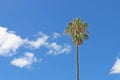 Palm tree in a blue cloudy sky Royalty Free Stock Photo