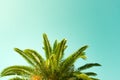 Palm tree with blue green background