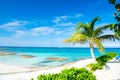 Palm tree, blue sea, sky in Great Stirrup Cay, Bahamas