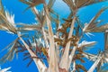 Palm tree on blue ske background at sunny tropical day