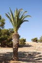 Palm tree and blue sky