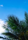 Palm tree and blue sky in autumn