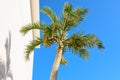 Palm tree in blue sky background Royalty Free Stock Photo