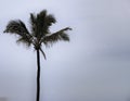 Palm tree with blue sky background on the beach Royalty Free Stock Photo