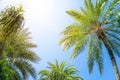 Beautiful Palm Tree Leave And Blue Sky With Flare Light Effect And Copy Space, Use For Summer And Beach Content