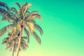 Palm tree on blue sky background with copy space vintage style Royalty Free Stock Photo