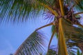 Palm tree on blue sky background on sunny day close up Royalty Free Stock Photo