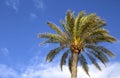 Palm tree on a blue sky background  on a tropical beach of Tenerife,Canary Islands,Spain. Royalty Free Stock Photo