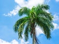 Palm tree on blue sky