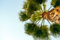 Palm tree on blue sky