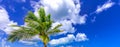 Palm tree with blue sky, clouds as background Royalty Free Stock Photo