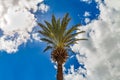 Palm tree with blue sky and clouds as a background Royalty Free Stock Photo