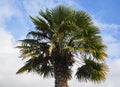 Palm tree on blue sky with clouds background. Royalty Free Stock Photo