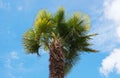 Palm tree on blue sky with clouds background. Royalty Free Stock Photo