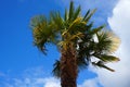 Palm tree on blue sky with clouds background close up. Royalty Free Stock Photo