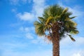 Palm tree on blue sky with clouds background. Royalty Free Stock Photo