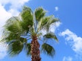 Palm tree, blue sky and clouds, Chania, Crete