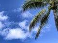 Palm tree with blue sky and clouds for a tropical travel background Royalty Free Stock Photo