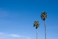 Palm Tree, Blue Sky copy space