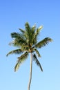 Palm tree in the blue sky of Hawaii