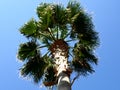 Palm tree blue sky green leaves branches Royalty Free Stock Photo