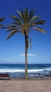 Palm tree on the blue sky and ocean background Royalty Free Stock Photo