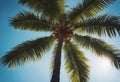 palm tree blue sky Royalty Free Stock Photo